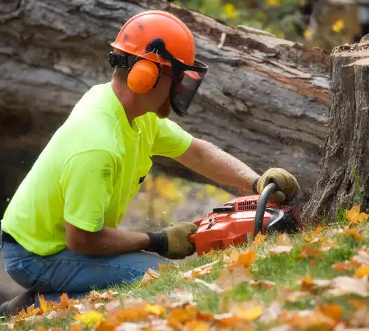 tree services Blissfield